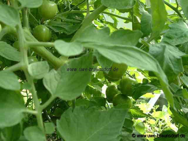 Tomaten aus dem Gewächshaus