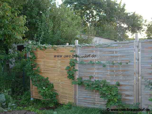 Brombeeren der Sorte Theodor Reimers