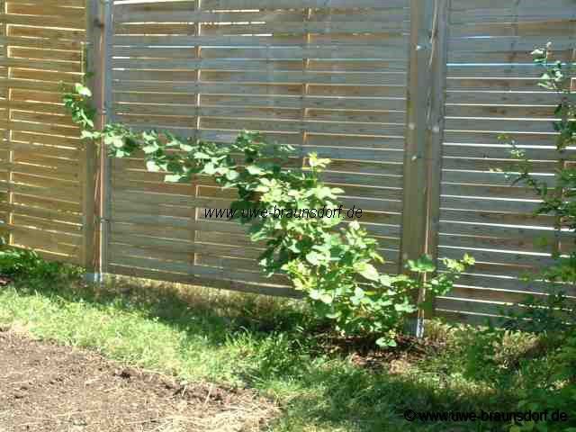 Brombeeren Sorte Theodor Reimers