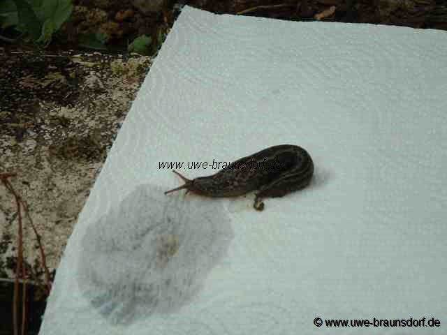 Groe Egelschnecke (Limax maximus)