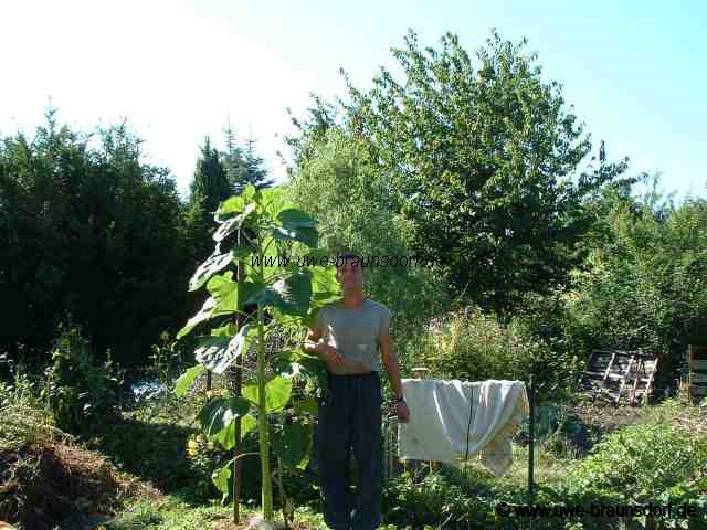 Sonnenblume Sorte American Giant