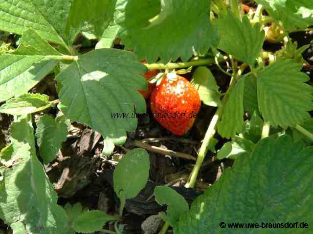 Erdbeeren Sorte Kent