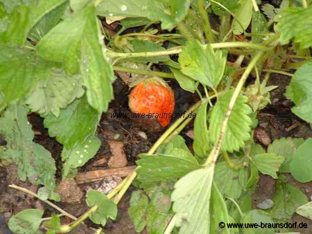 Erdbeere