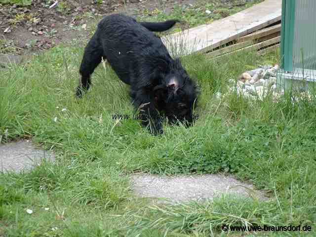 Unser Hund