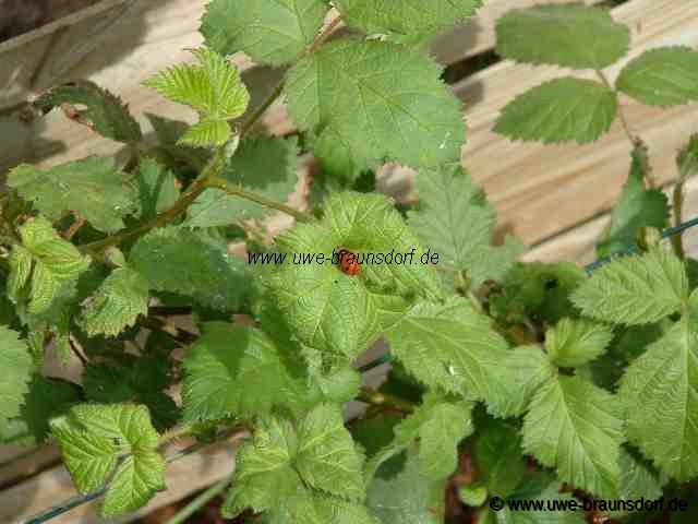 Brombeeren Sorte Theodor Reimers