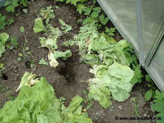 Salat
