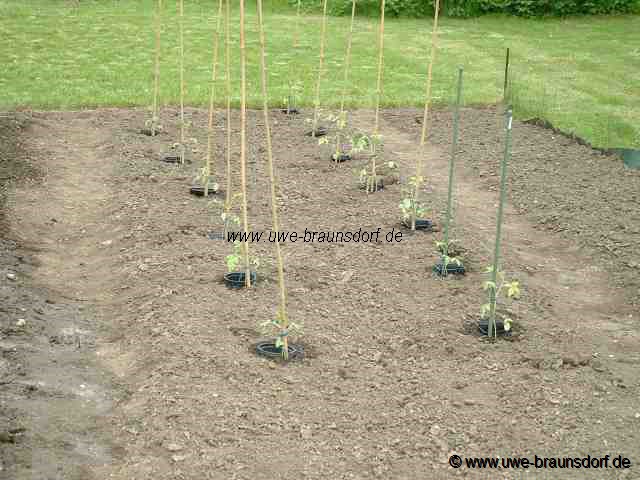 Tomatenpflanzen