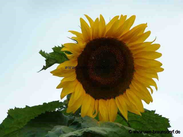Sonnenblume der Sorte American Giant