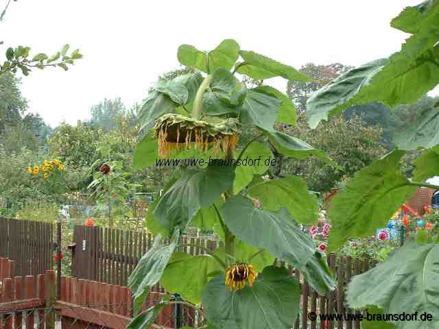 Sonnenblume Sorte American Giant.