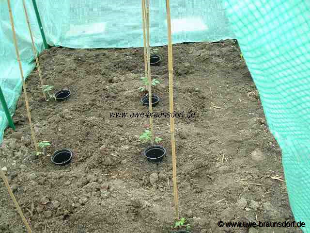 Tomaten Sorte Vitella F1
