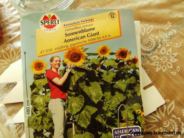 Anzucht von Pflanzen, Sonnenblume Sorte American Giant