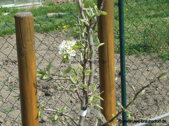 Birnenbaum Sorte Uta