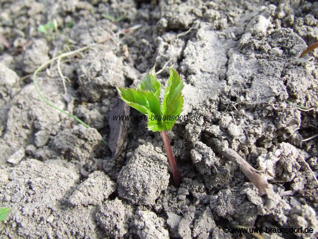 Giersch Aegopodium podagraria