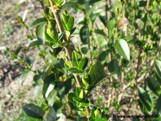 Ligusterhecke, Ligustrum vulgare Sorte Atrovierens