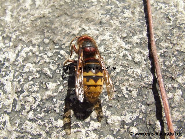 Hornisse Vespa crabro