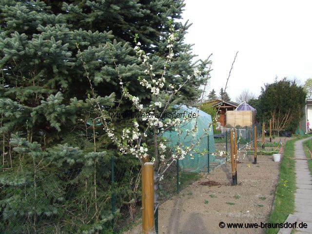 Obstbaumblüte