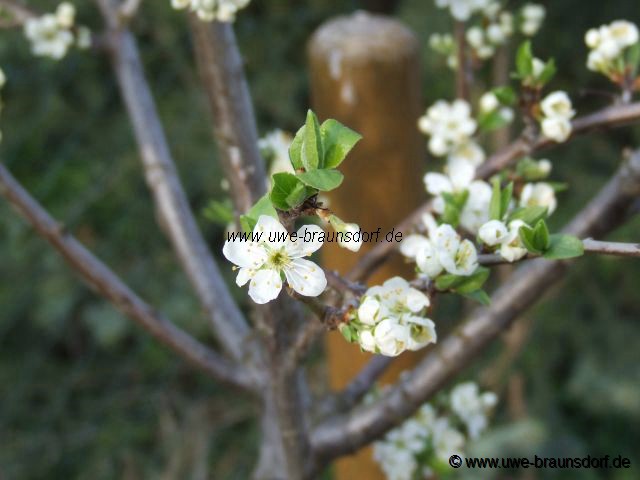 Obstbaumblüte Zwetsche Sorte JoJo