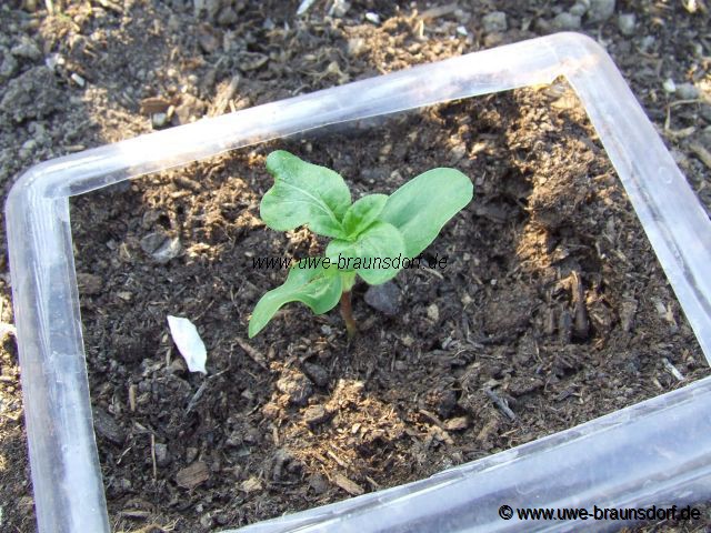 Sonnenblume Sorte American Giant