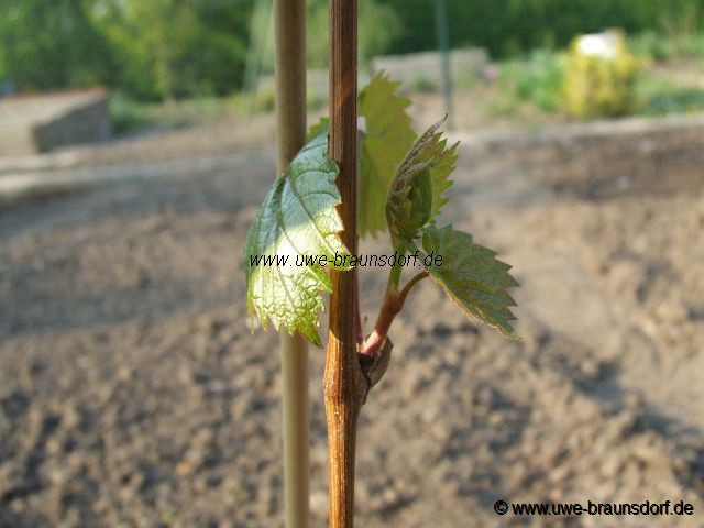 Wein Vitis Sorte Regent