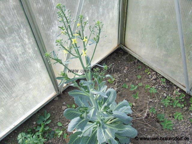 Weißkohlblüte, Weißkohl Sorte Minicole F1, Brassica oleracea var. capitata f. alba