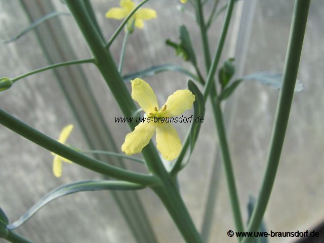 Weißkohlblüte, Weißkohl Sorte Minicole F1, Brassica oleracea var. capitata f. alba