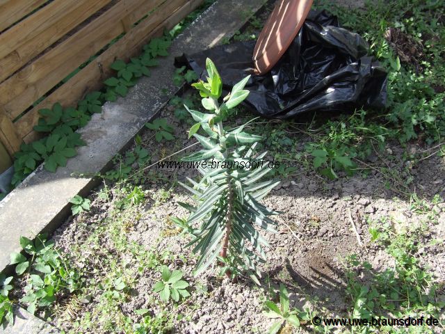 Kreuzblättrige Wolfsmilch Euphorbia latyris