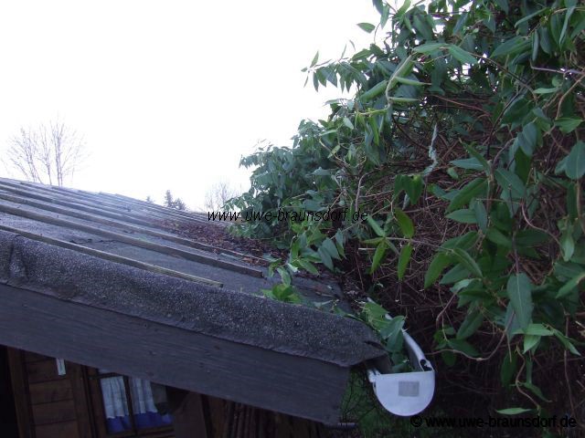 Geissblatt Lonicera henryi