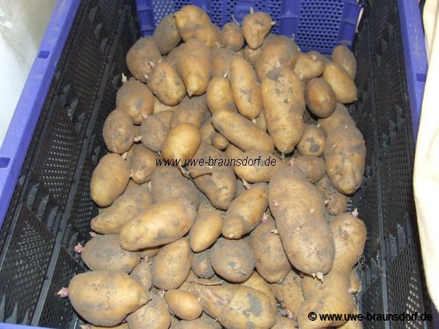 Kartoffeln Sorte Linda im Februar