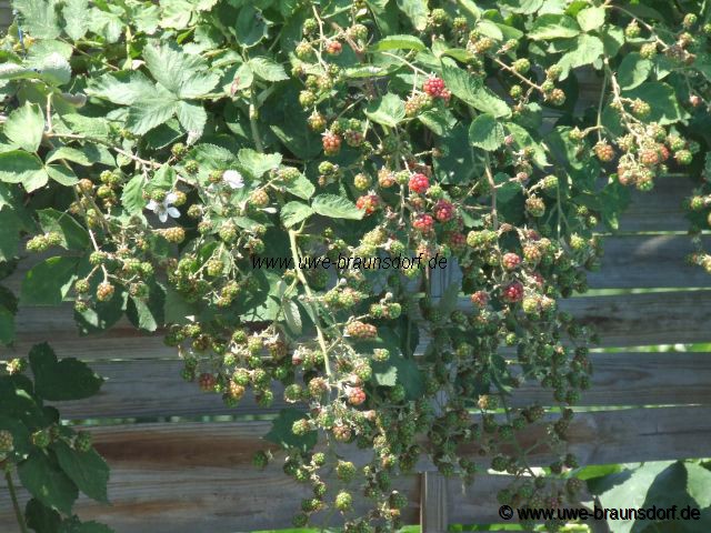 Brombeeren Sorte Theodor Reimers