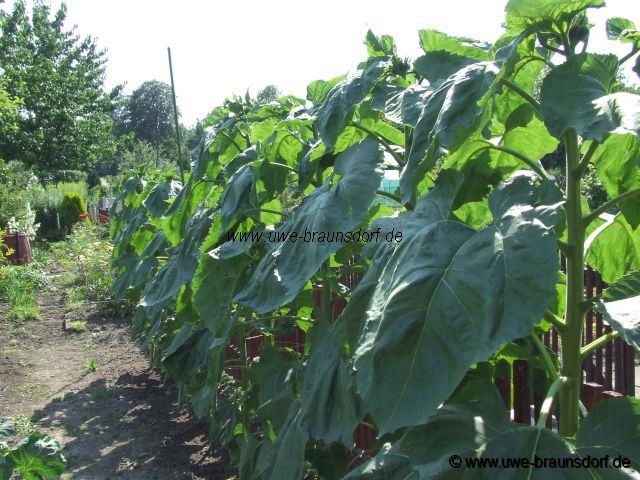 Sonnenblume Sorte American Giant