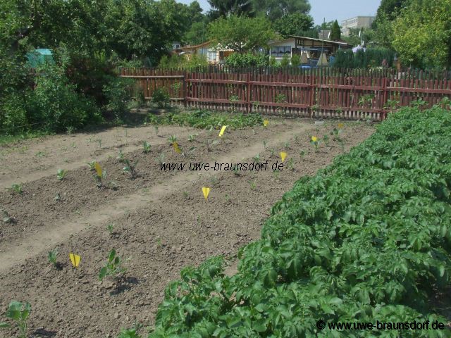 Kohl mit Gelbtafeln