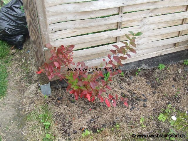 Blaubeeren der Sorte Bluecrop