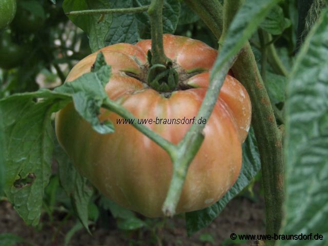 Tomaten Sorte Pink Brandywine