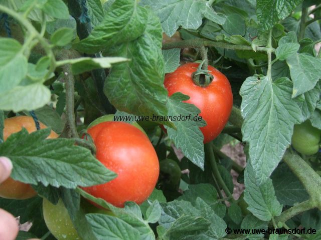 Tomaten Sorte Vitella F1