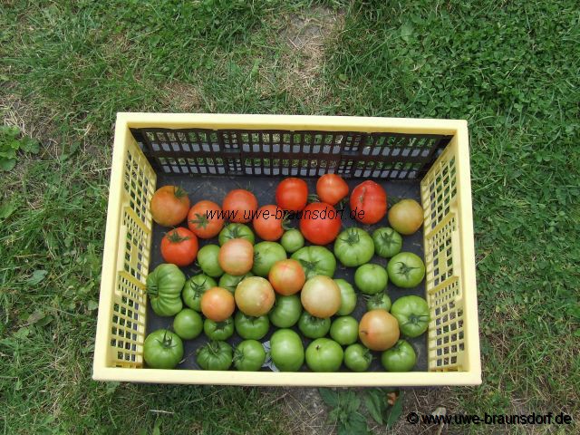 Tomaten Sorte Vitella F1 und Tomaten Sorte Pink Brandywine