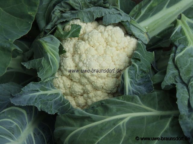 Blumenkohl Sorte Erfurter Zwerg