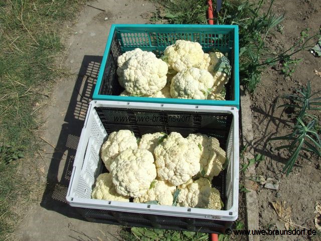 Blumenkohl verschiedene Sorten