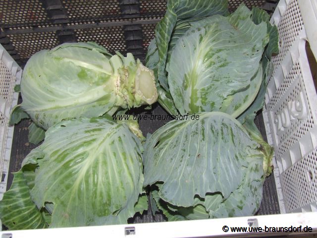 Ernte Weißkohl