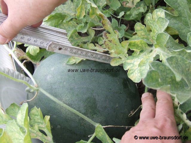Melone Sorte Sugar Baby (Opa Klaus)