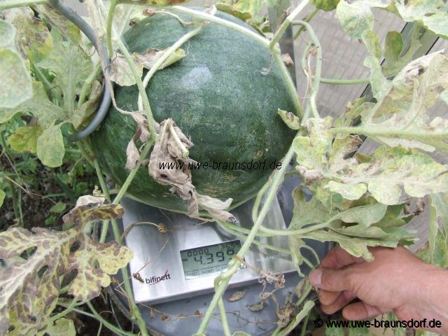 Melone Sorte Sugar Baby (Mama)