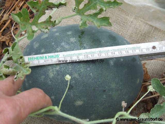 Melone Sorte Sugar Baby (Papa)