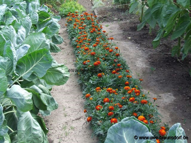Tagetes Sorte Carmen