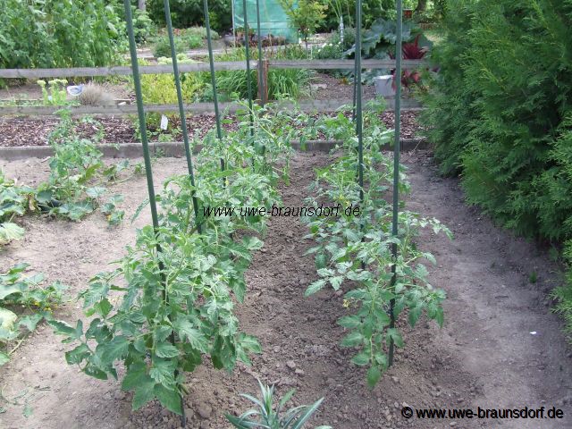 Tomate Sorte Harzfeuer
