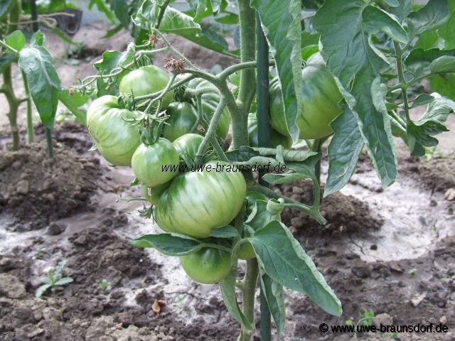 Tomaten