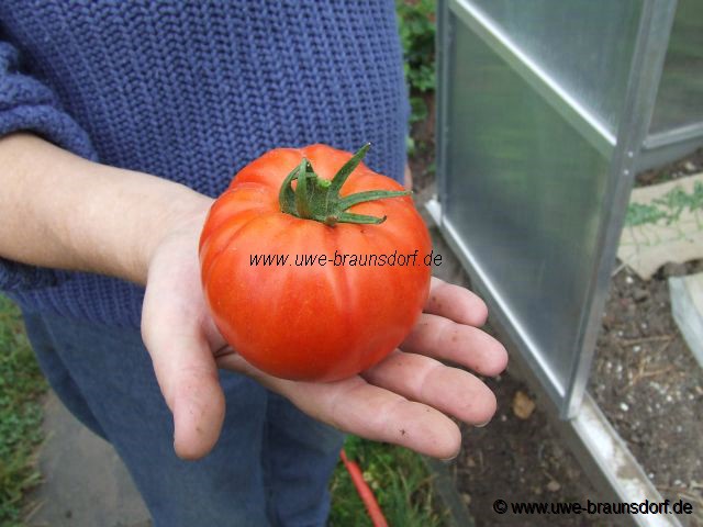 Tomaten