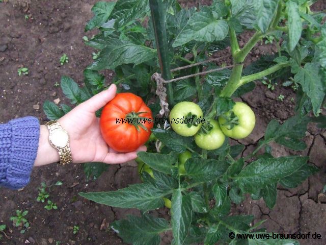 Tomaten
