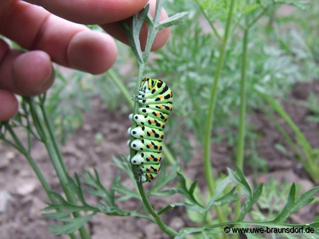 Raupe Schwalbenschwanz Papilio machaon 