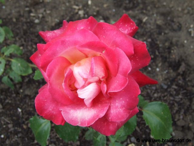 QVC Rose