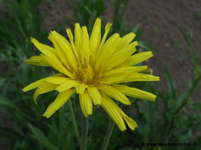 Schwarzwurzel, Blüte, Sorte Hoffmanns Schwarze Pfahl