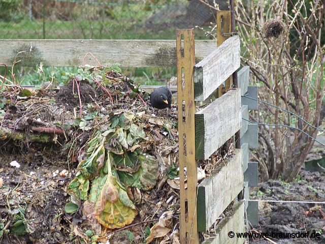 Amselmännchen auf dem Komposthaufen